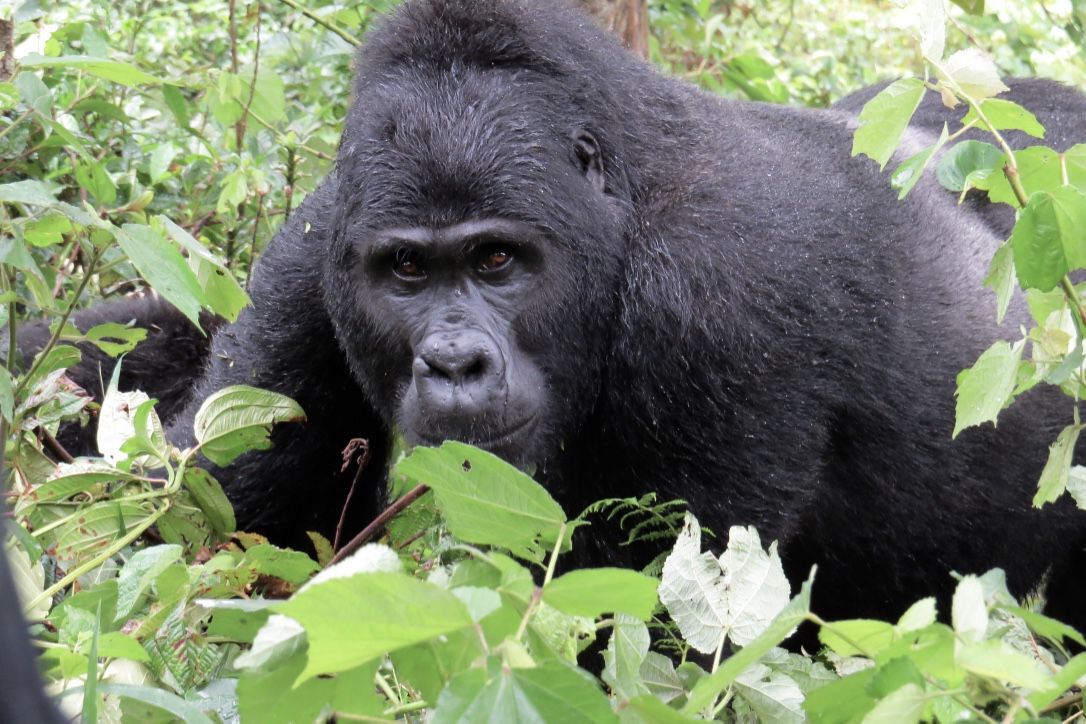 Silverback Gorilla in Bwindi Uganda